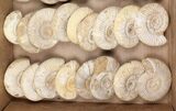 Lot: Lbs Perisphinctes Ammonite Fossils - Pieces #103887-1